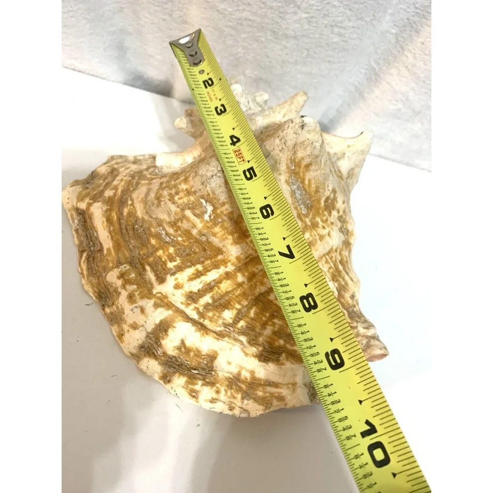 Large Queen Conch Shell Pink Horned Seashell 9